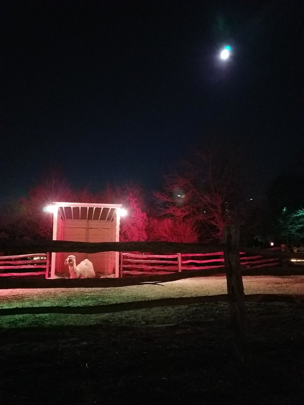 Aladdin the Christmas Camel in his pen at Mount Vernon